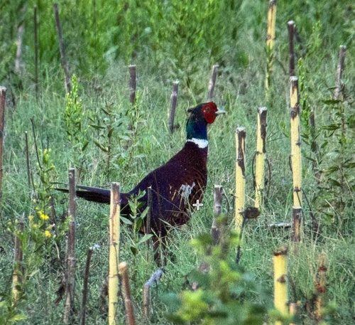 Ring-necked Pheasant