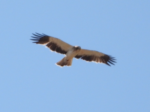 Booted Eagle