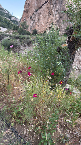 garden cosmos