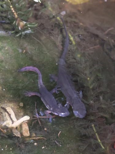 Japanese Fire-bellied Newt
