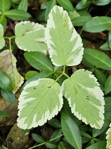 Goutweed