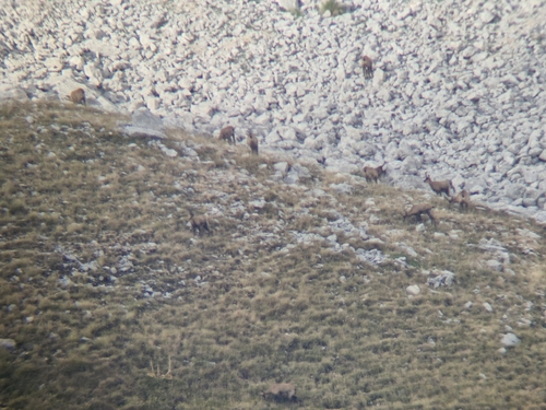 Apennine Chamois