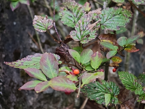 winged euonymus