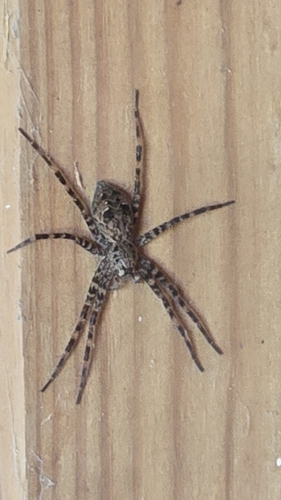 Dark Fishing Spider