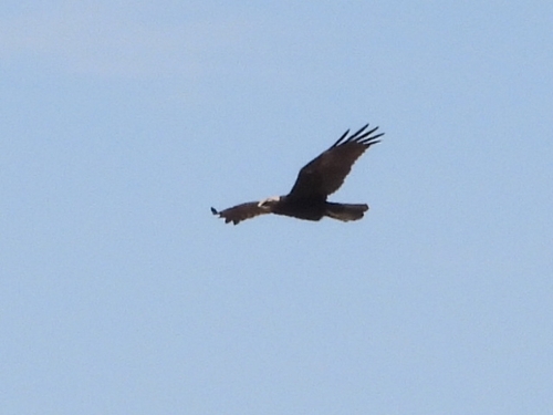 Western Marsh Harrier