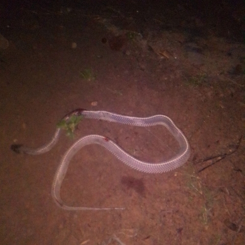 Cape File Snake