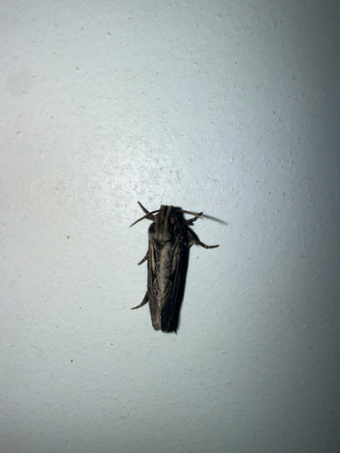 Clemens' Grass Tubeworm Moth