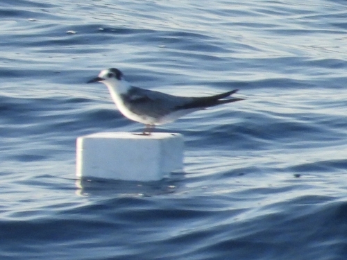 Black Tern