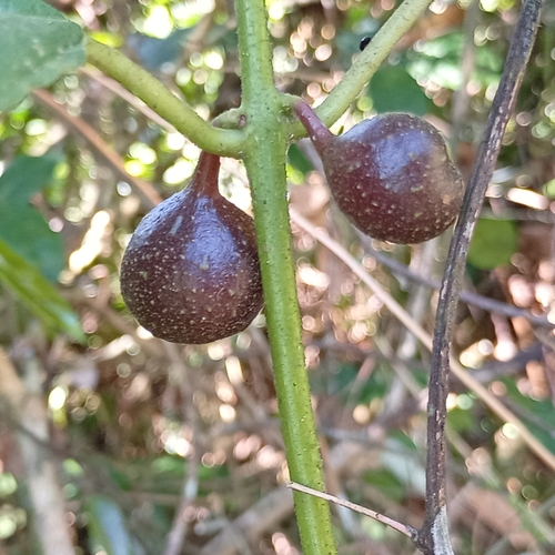 Siparuna brasiliensis