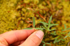Trifolium willdenovii