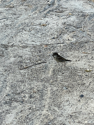 House Sparrow