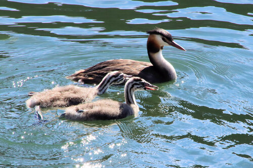 Great Crested Grebe