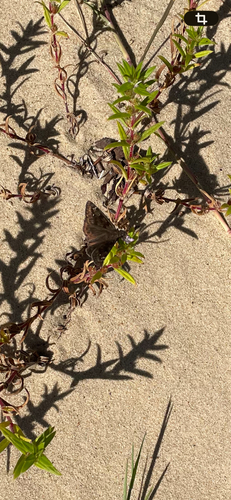 Horace's Duskywing