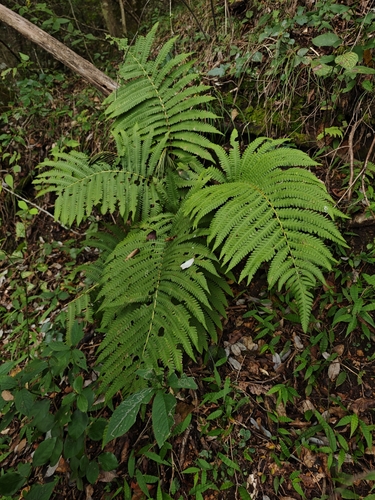 Pentarhizidium orientale observed 2026-09-15