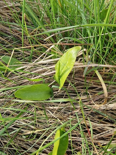 Ophioglossum vulgatum, photograph 1