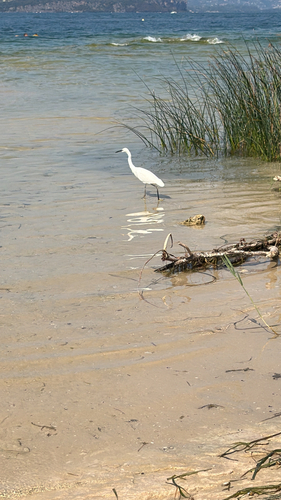 Little Egret