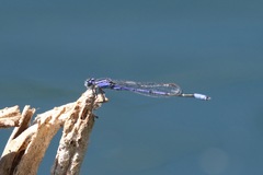 Enallagma semicirculare