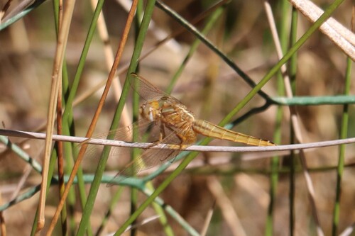 Broad Scarlet