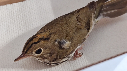 Ovenbird