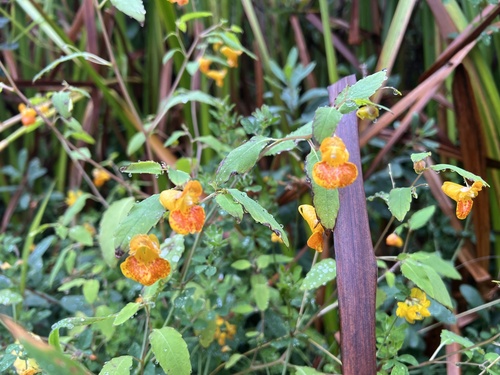 common jewelweed