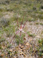 Caladenia polychroma