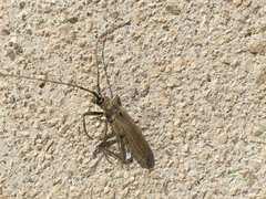 Susuacanga stigmatica