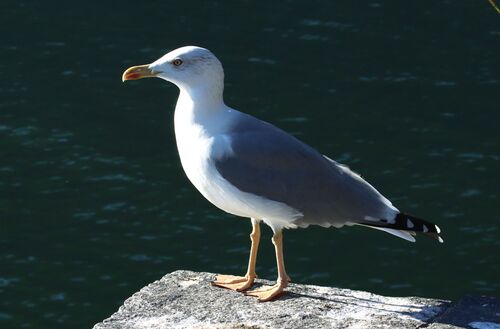 Yellow-legged Gull