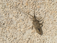 Susuacanga stigmatica