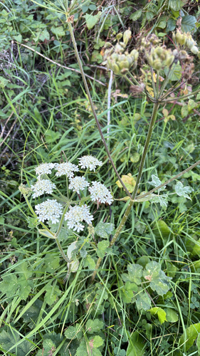 hogweed