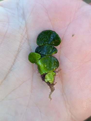 Pennyweed