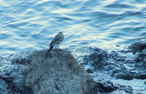White Wagtail