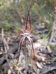 Caladenia polychroma