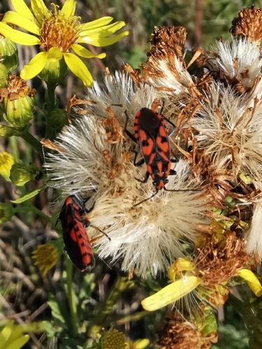 Spilostethus saxatilis
