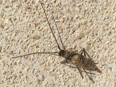 Susuacanga stigmatica