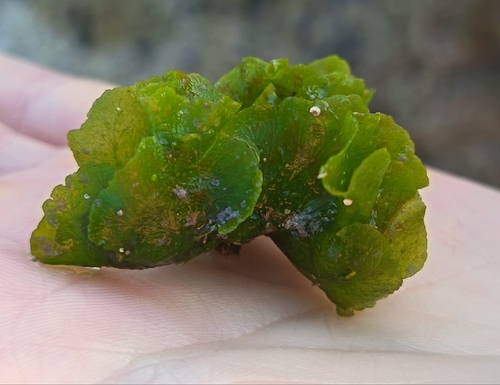 Anadyomene stellata