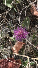 Veronica wyomingensis