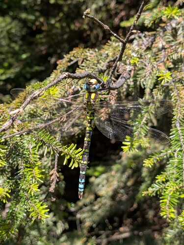 Southern Hawker