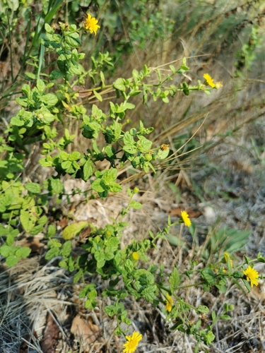 Common Fleabane