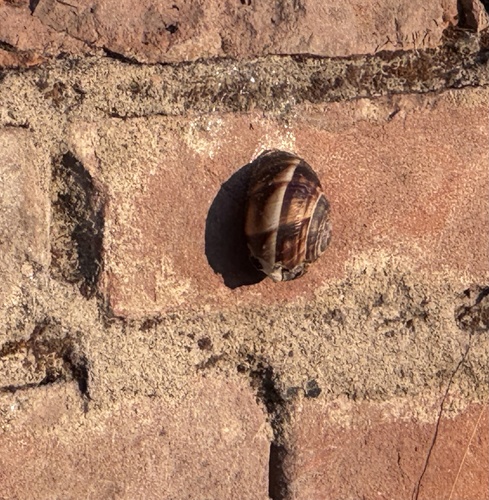 Turkish Snail