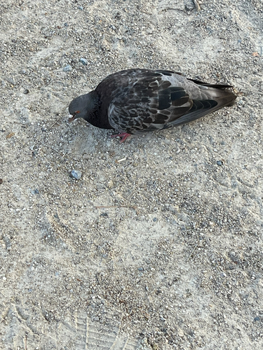 Feral Pigeon
