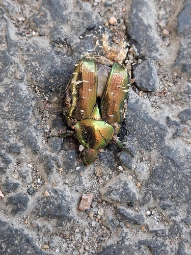 European Rose Chafer