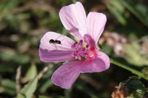 Hemp-leaved Mallow