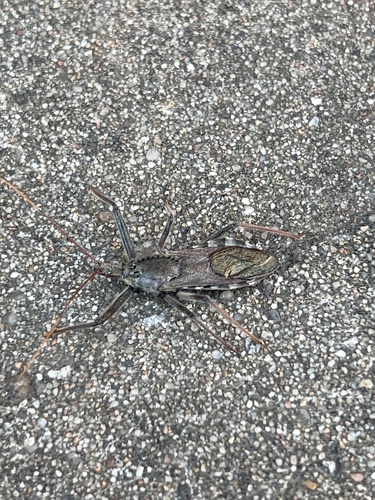 North American Wheel Bug