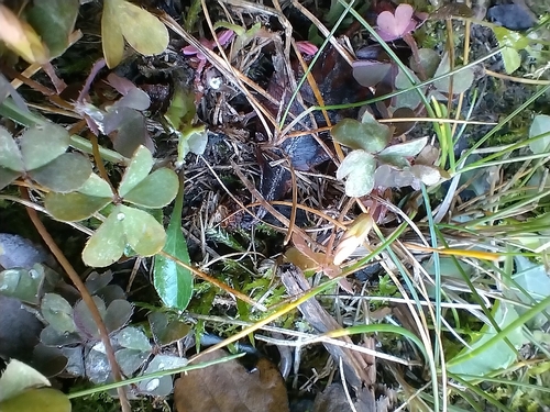 Creeping Woodsorrel