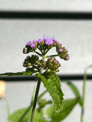 blue mistflower