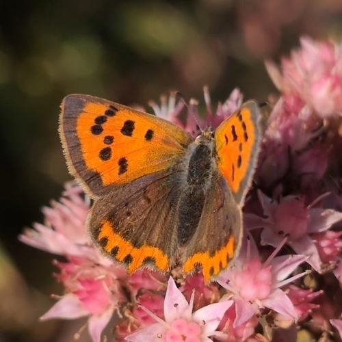 Small Copper