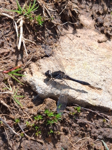 Black Meadowhawk