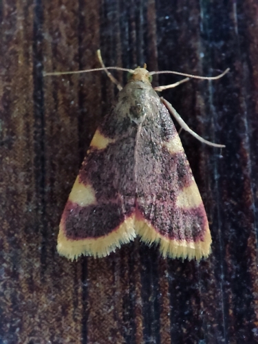 Clover Hayworm Moth