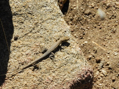 Liolaemus platei