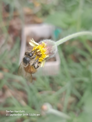 Western Honey Bee